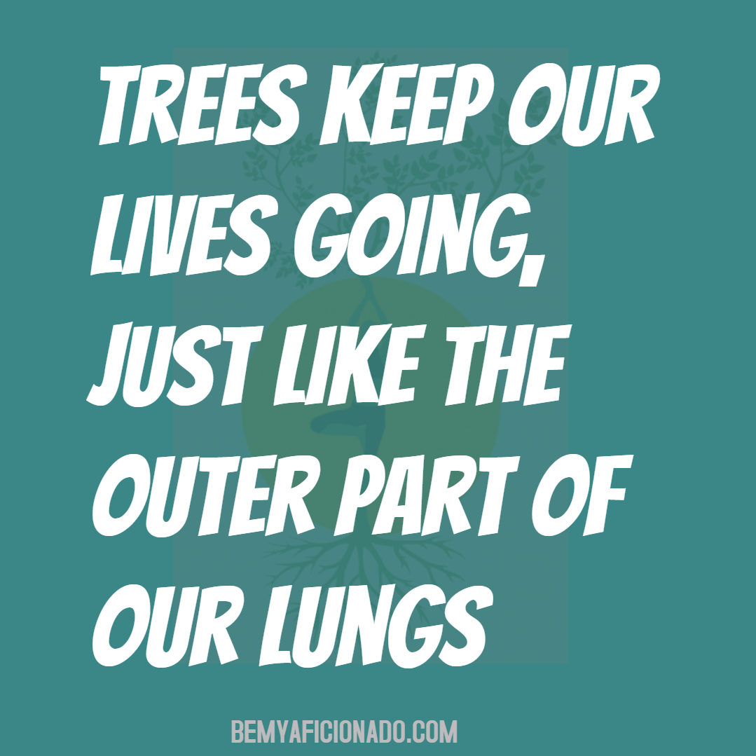 Trees keep our lives going, just like the outer part of our lungs.